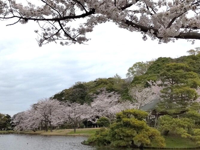 三渓園の大池と桜の写真