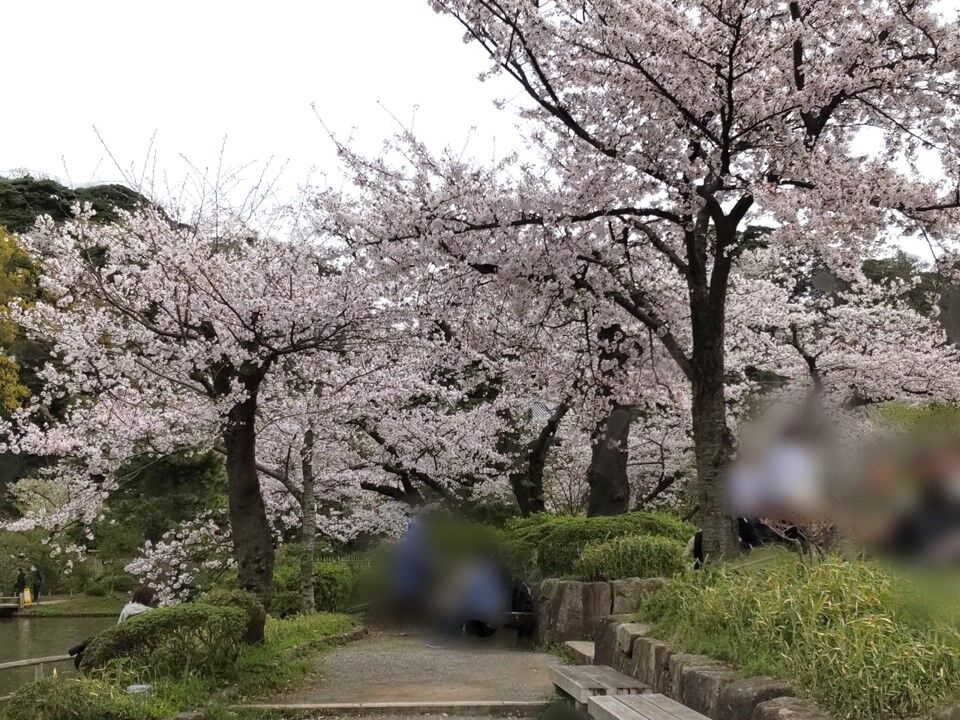 三渓園の桜並木の写真