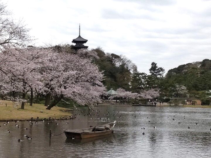 三渓園の大池と三重塔と桜の写真