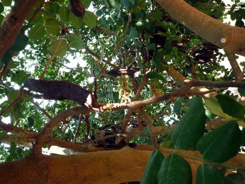 キャロブの木の写真